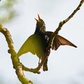 Colorful starling bird outdoor sturnus vulgaris, ÃÂ¡paÃÂek obecny Royalty Free Stock Photo